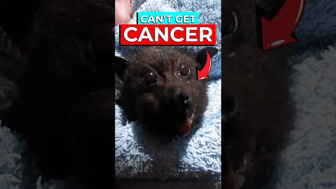 Scientists Discover Why Bats Don't Get Cancer
