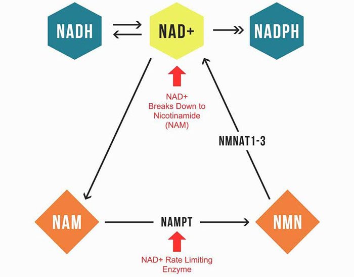 Niacinamide Found to Reduce the Risk of New Skin Cancers