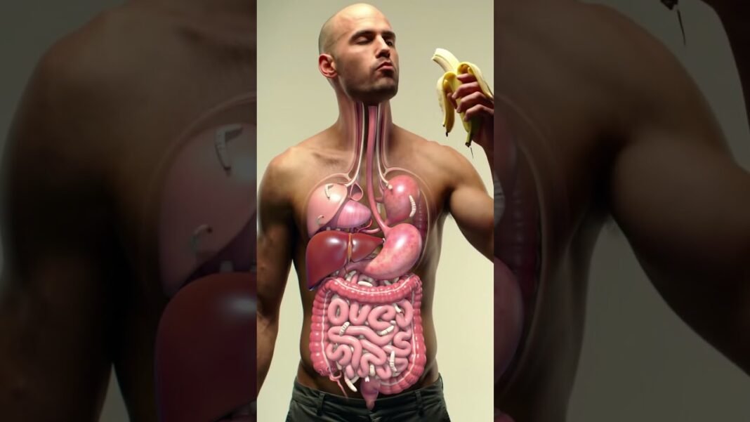 Inside Your Gut: 3D Animation of Banana Digestion & Parasite Worms