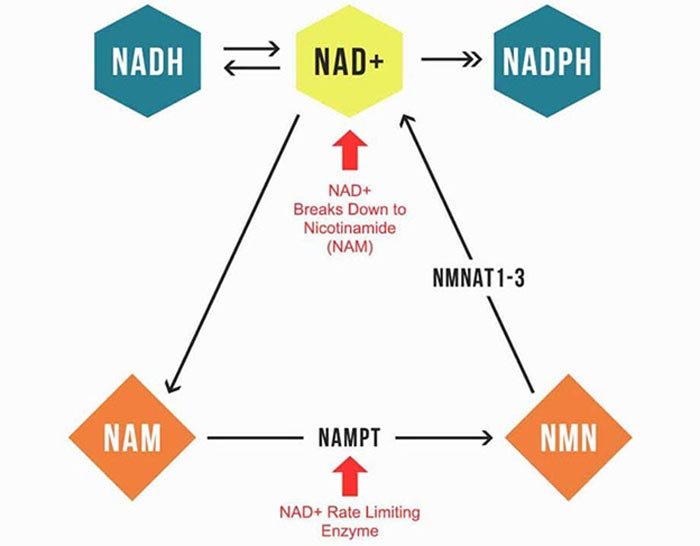 Exploring the Link Between Niacin and Fatty Liver Disease