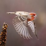 Rethinking crisis care through the FINCH feasibility trial