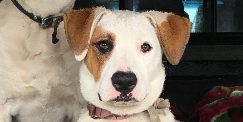 Bipolar Mood Swings: Why Your Dog Knows Before You Do